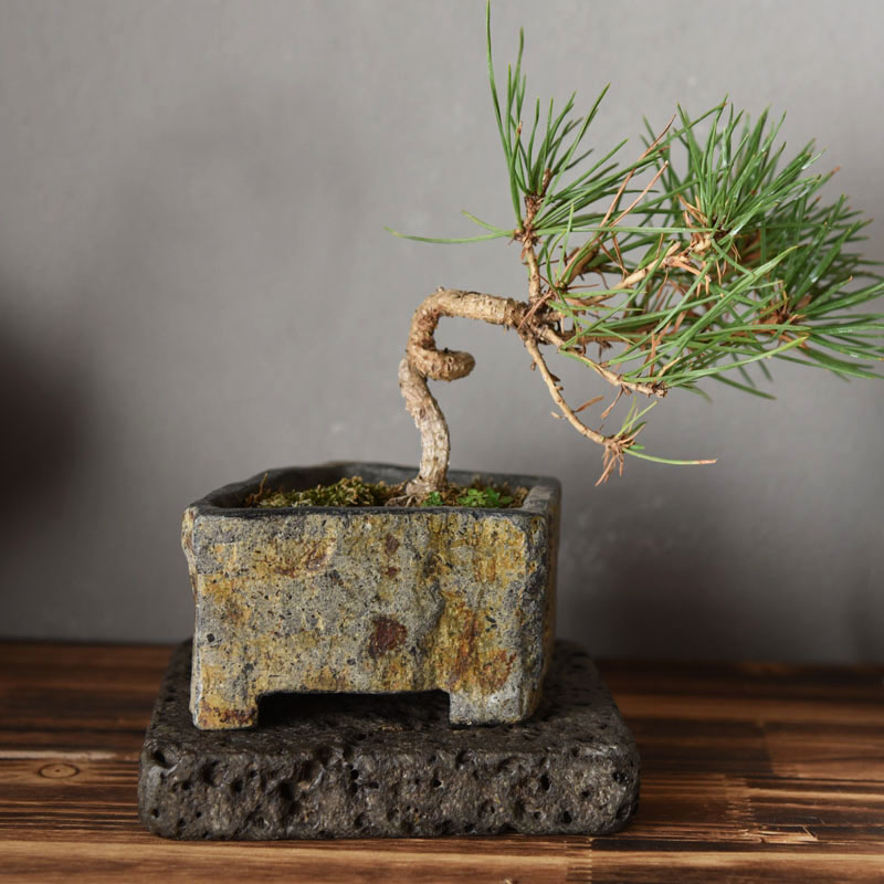 Donica z naturalnego kamienia  – Bonsai Garden Indoor recenzja i cena